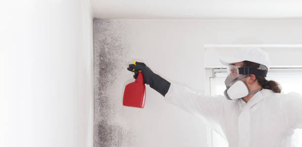 Best Commercial Mold Removal  in Mckees Rocks, PA