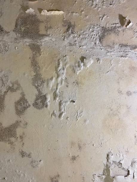 Best Mold Removal Near Me  in Mckees Rocks, PA