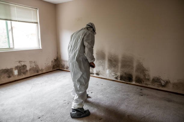 Best Residential Mold Removal  in Mckees Rocks, PA