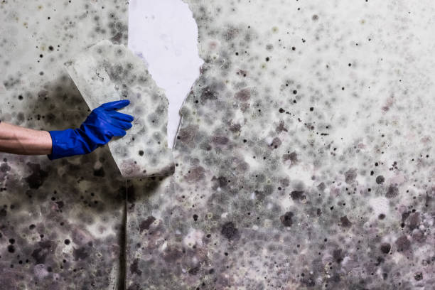 Best Mold Cleaning Services  in Mckees Rocks, PA